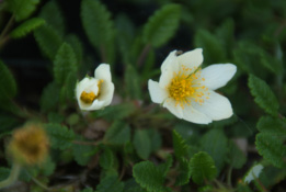 Dryas octopetalaZilverwortel bestellen